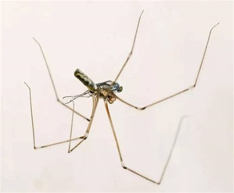 蜘蛛跑進家裡 水龍頭4分等於幾mm